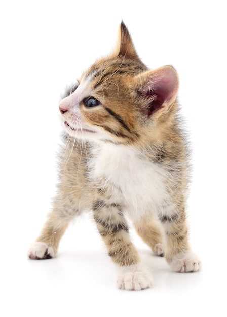 Kitten on white background