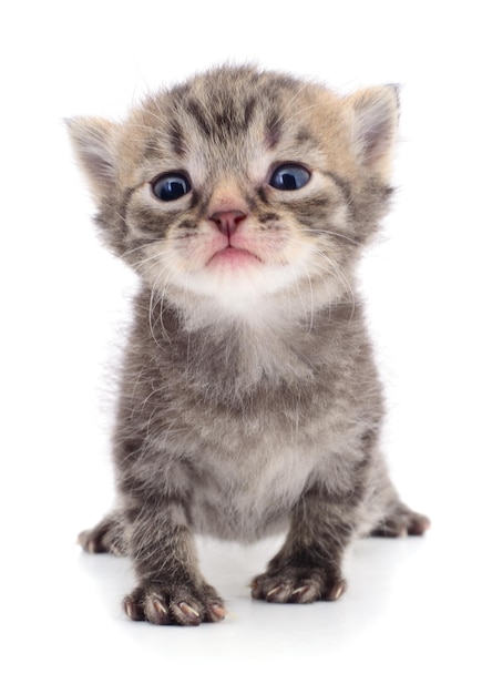 Kitten on white background