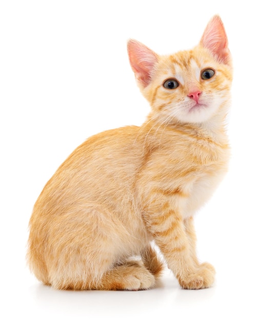 Kitten on white background