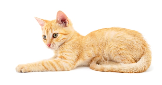 Kitten on white background