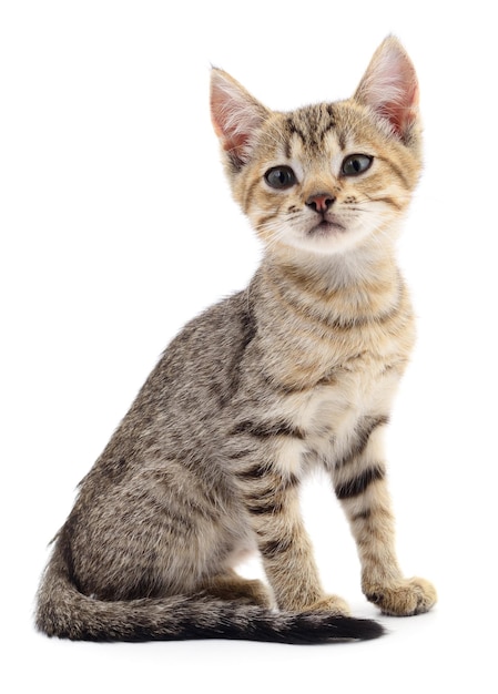 Kitten on white background