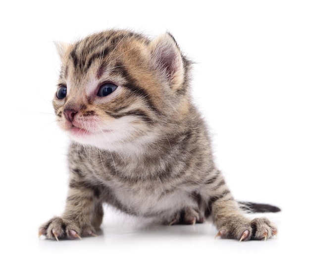 Kitten on white background