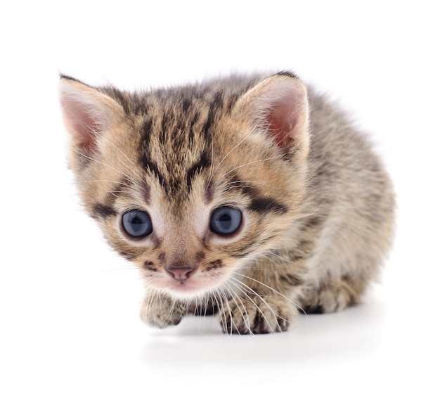 Kitten on white background