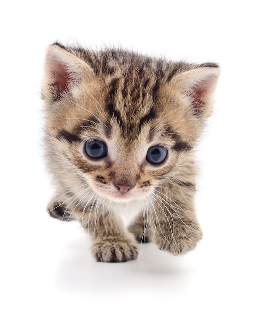 Kitten on white background