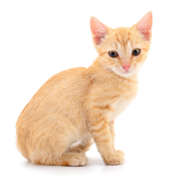 Kitten on white background