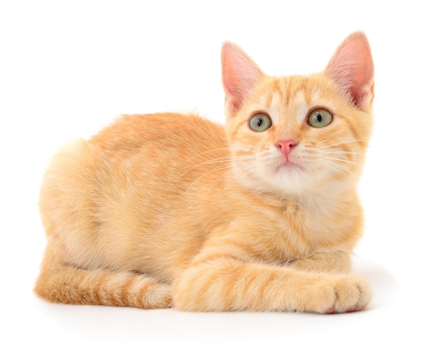 Kitten on white background