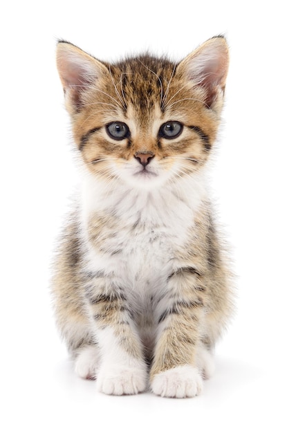 Kitten on white background