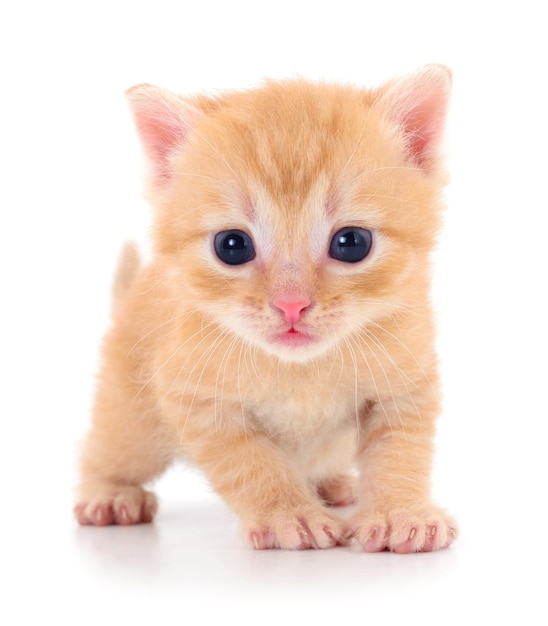 Kitten on white background