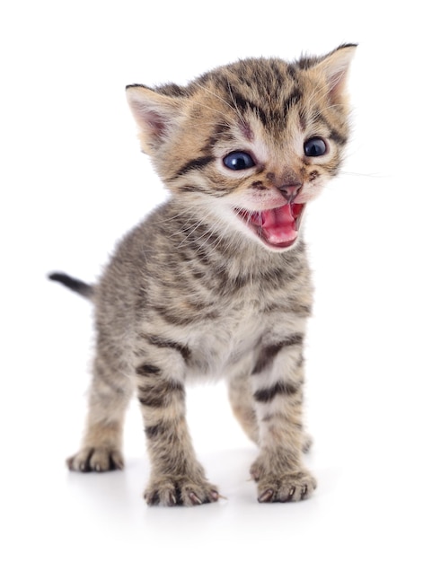 Kitten on white background