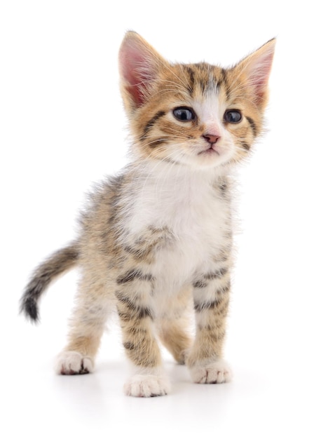 Kitten on white background