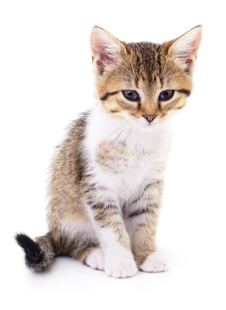 Kitten on white background