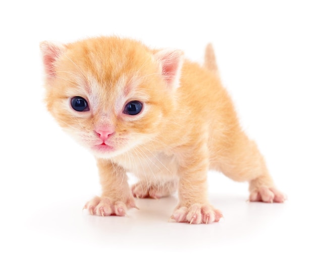 Kitten on white background