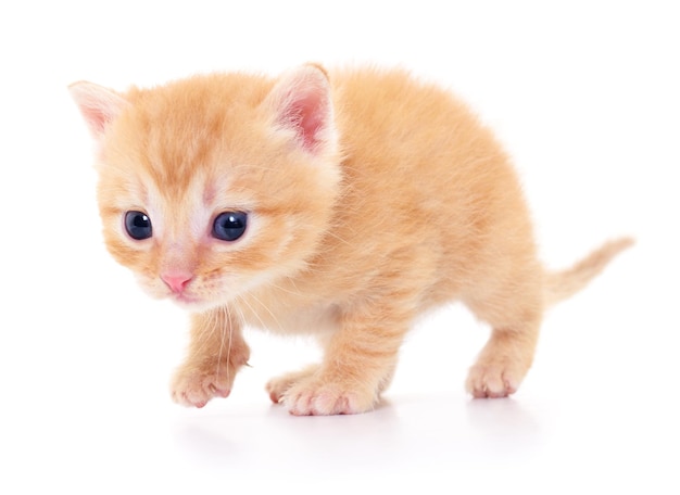 Kitten on white background