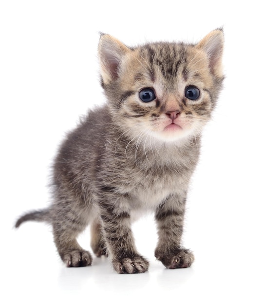 Kitten on white background