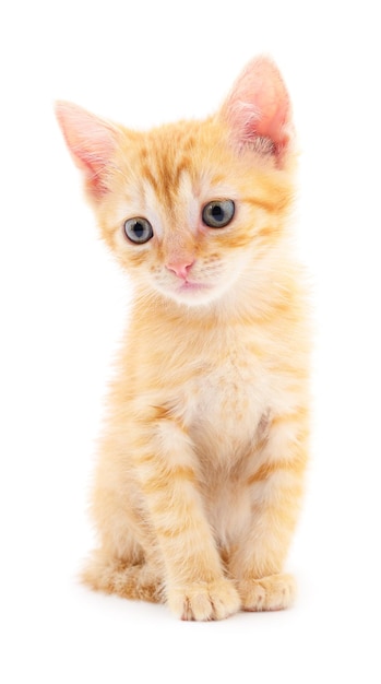 Kitten on white background