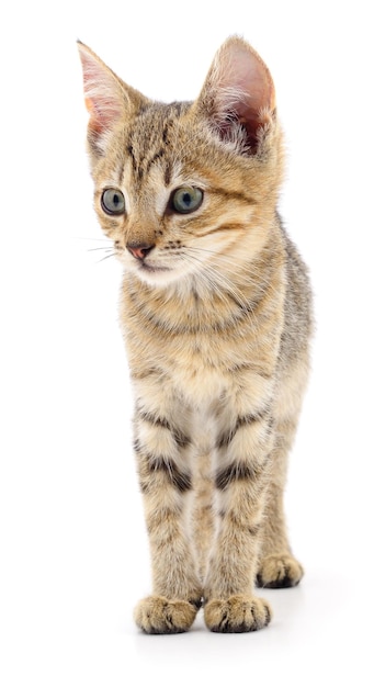 Kitten on white background