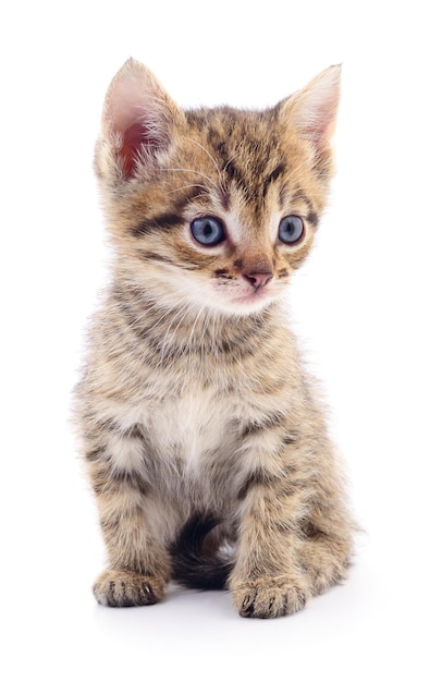 Kitten on white background