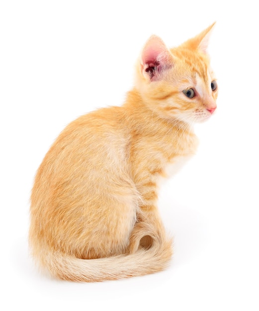 Kitten on white background