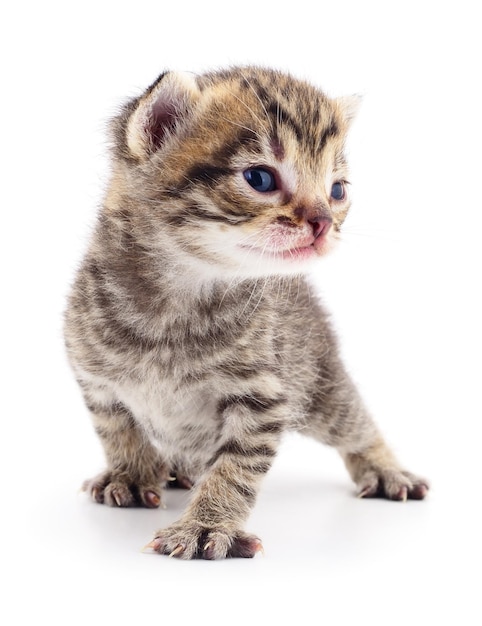 Kitten on white background