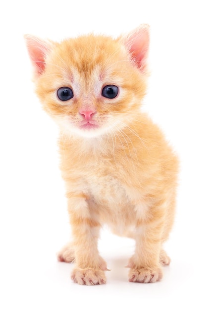 Kitten on white background