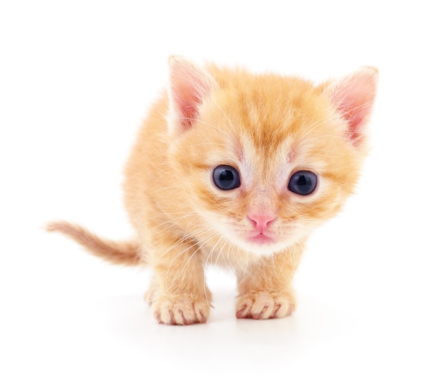 Kitten on white background