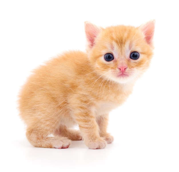 Kitten on white background