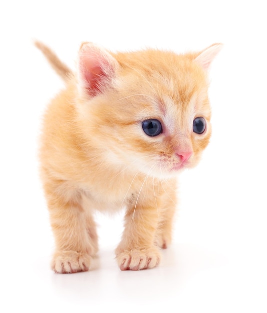 Kitten on white background