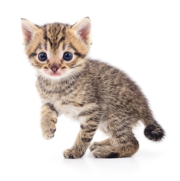 Kitten on white background