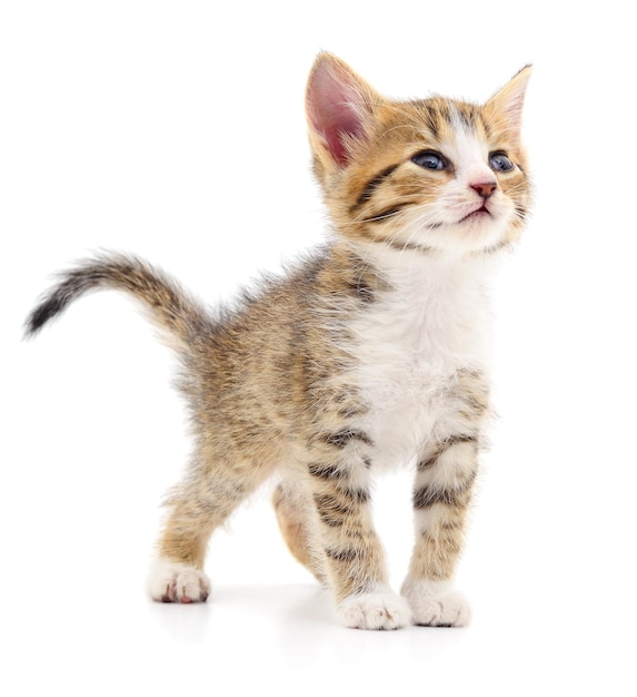 Kitten on white background