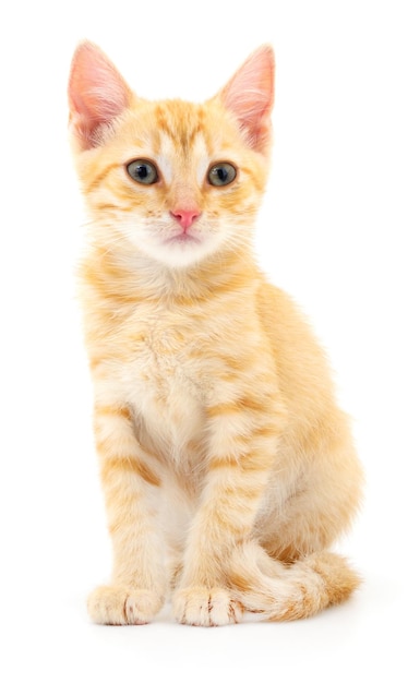 Kitten on white background