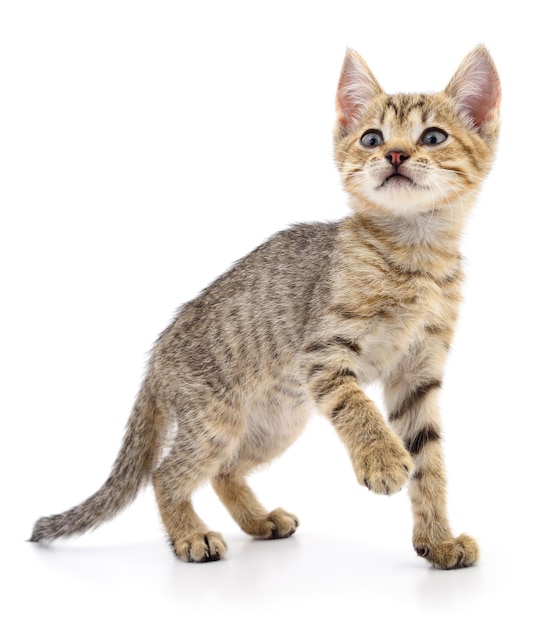 Kitten on white background