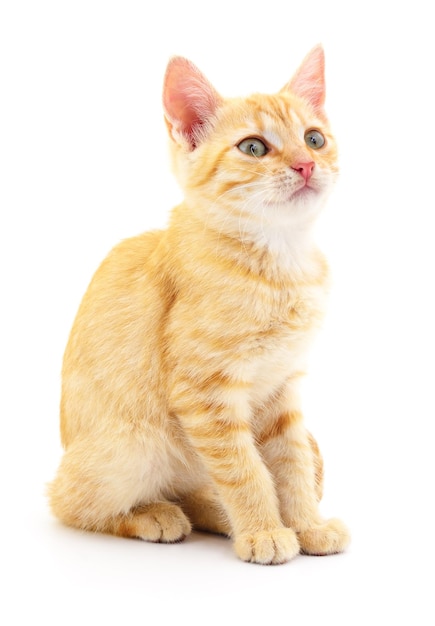 Kitten on white background