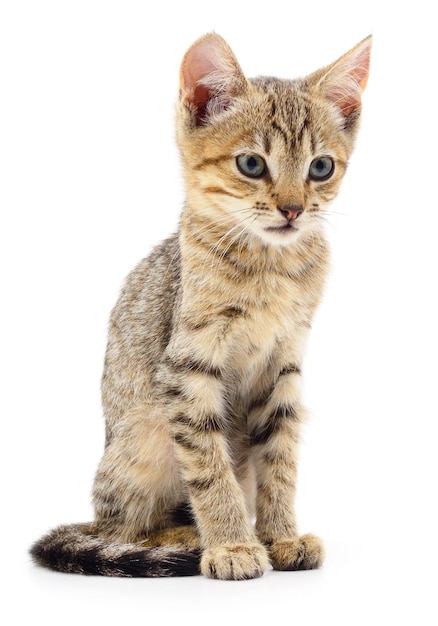 Kitten on white background