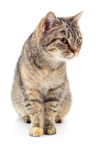 Kitten on white background