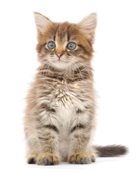 Kitten on white background