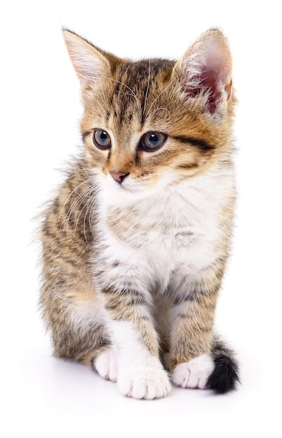 Kitten on white background