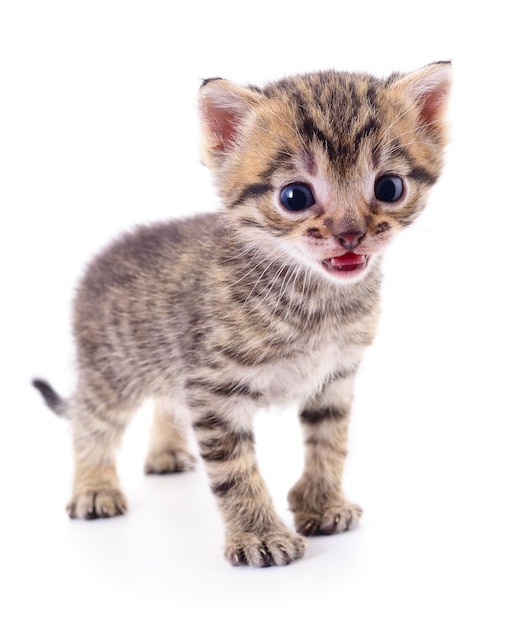 Kitten on white background