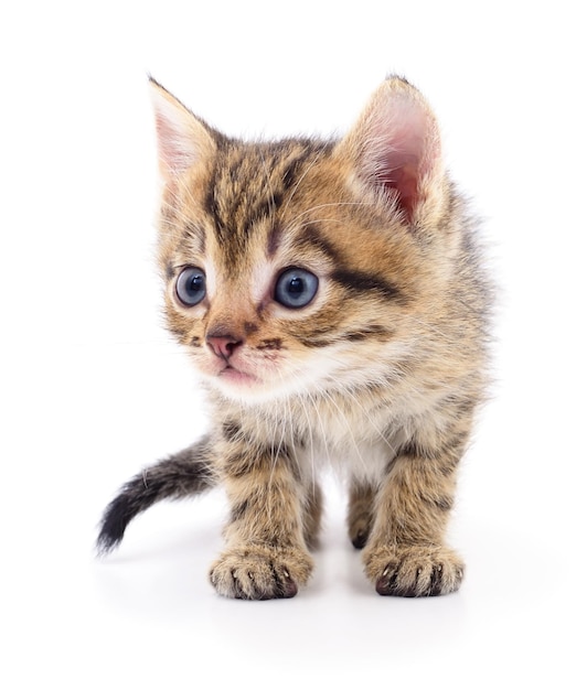 Kitten on white background