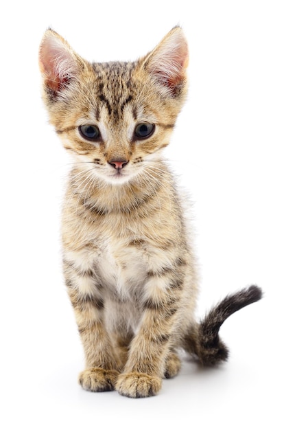 Kitten on white background