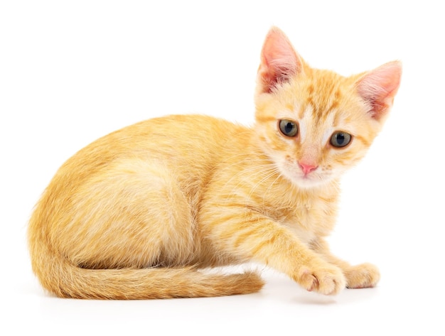 Kitten on white background