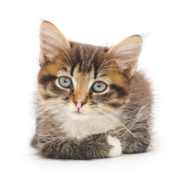 Kitten on white background