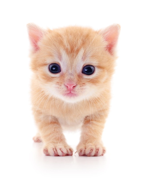 Kitten on white background