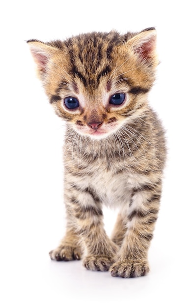 Kitten on white background