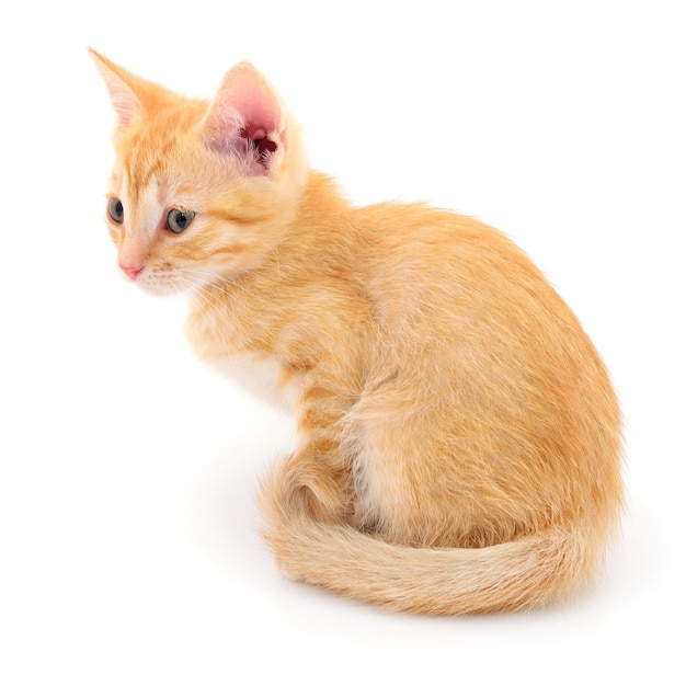 Kitten on white background