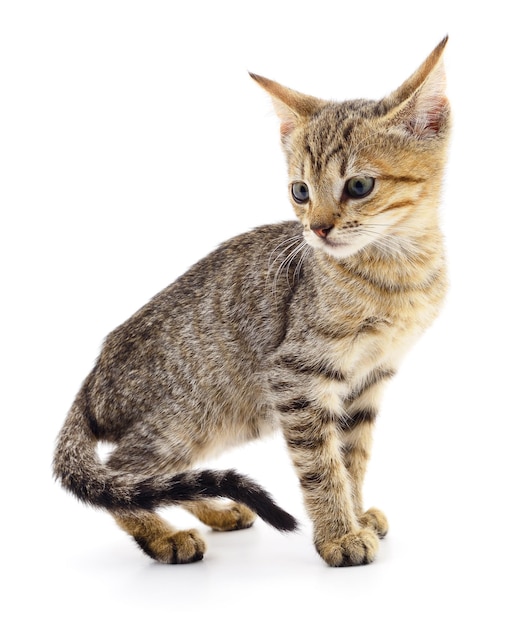 Kitten on white background