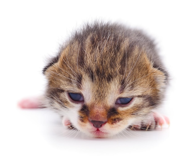 Kitten on white background