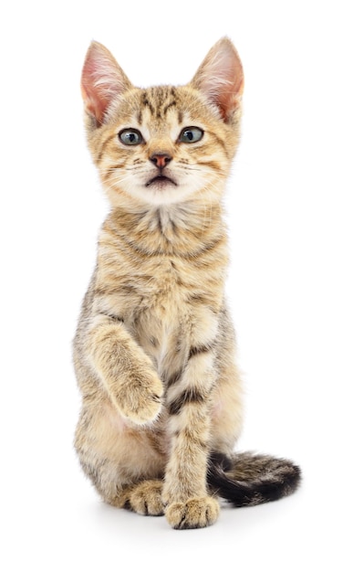 Kitten on white background