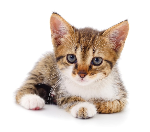 Kitten on white background