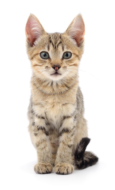 Kitten on white background