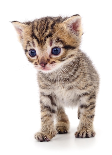 Kitten on white background